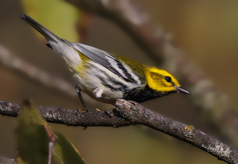 Black-throated Green Warbler