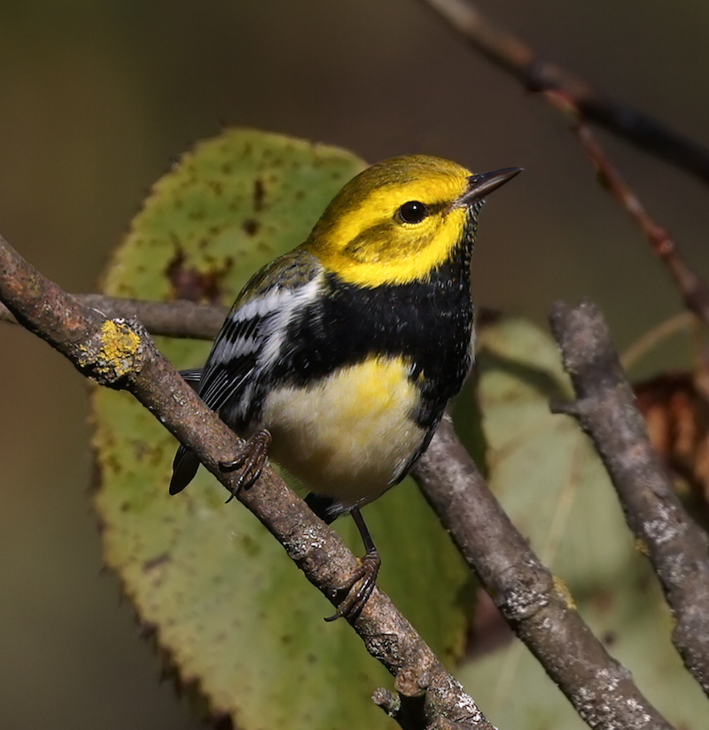 Black-throated Green Warbler