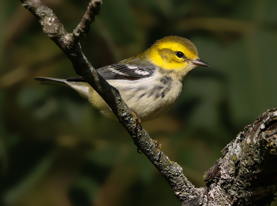 Black-throated Green Warbler
