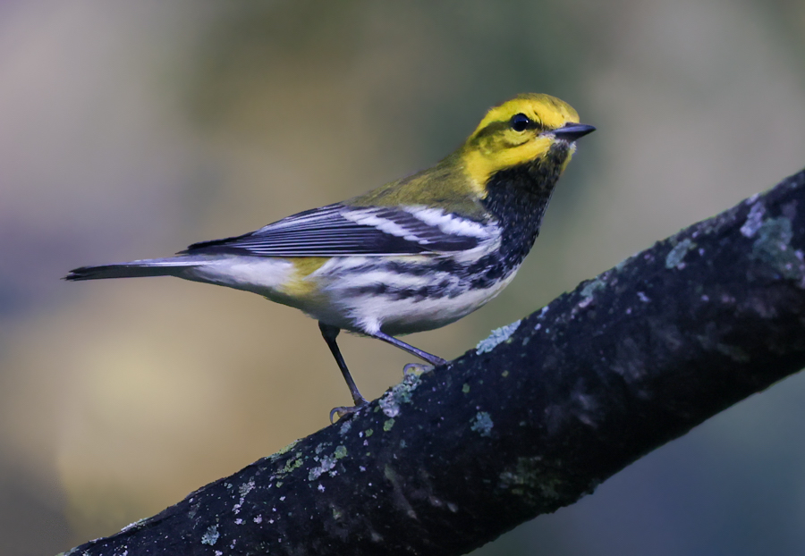Black-throated Green Warbler