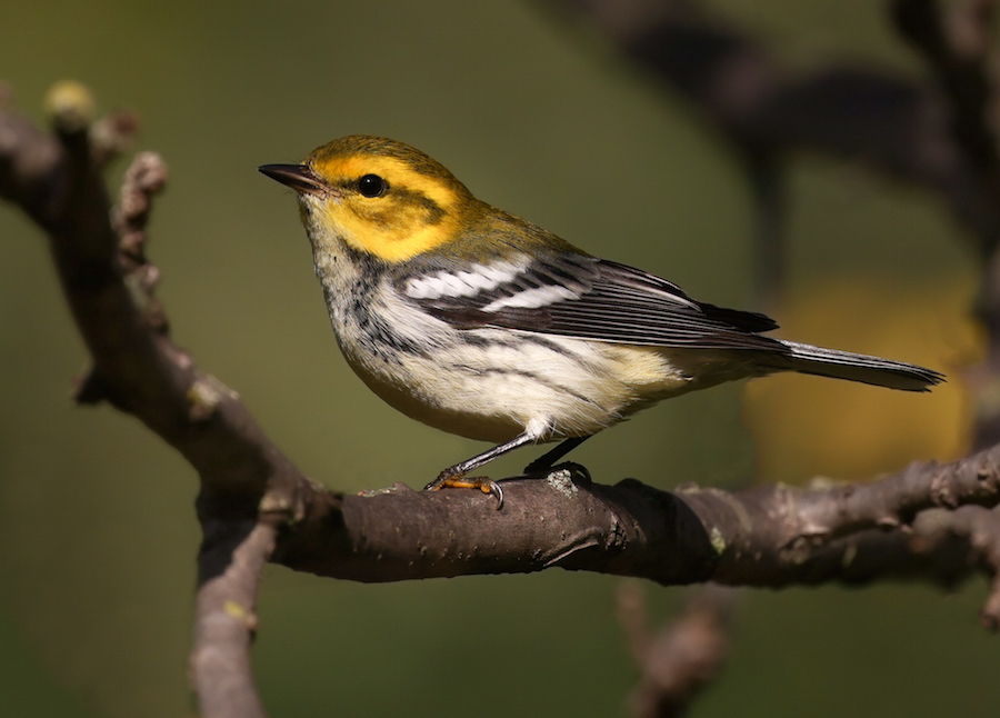 Black-throated Green Warbler Photo 8