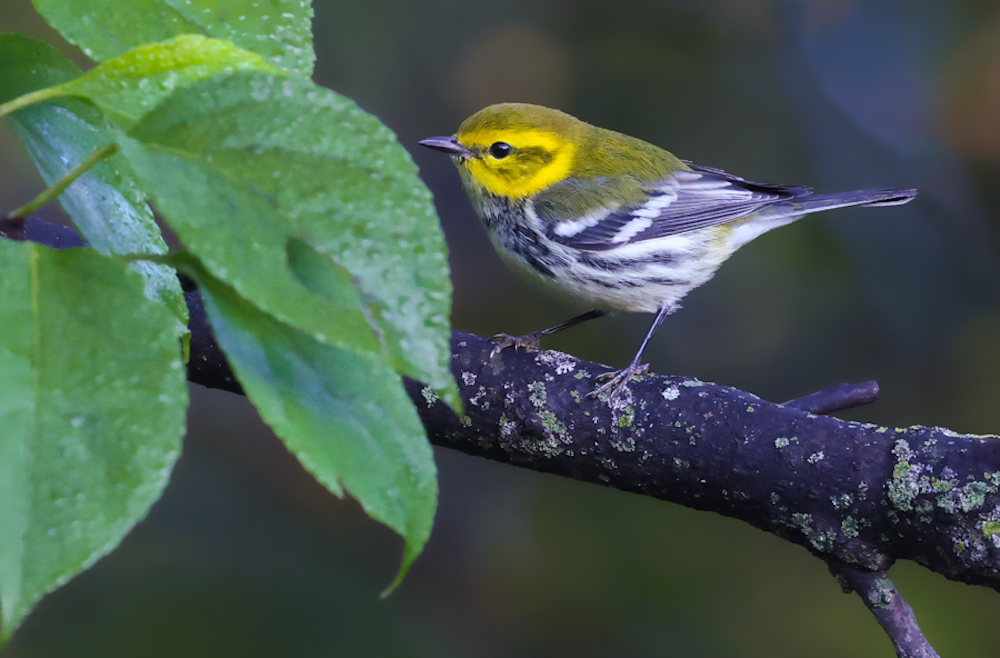 Black-throated Green Warbler