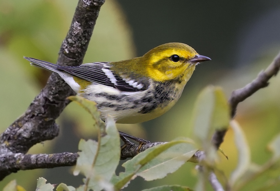 Black-throated Green Warbler Photo 1