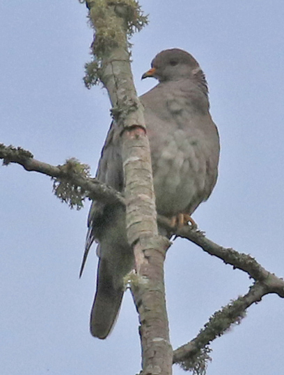 Band-tailed Pigeon Photo 4