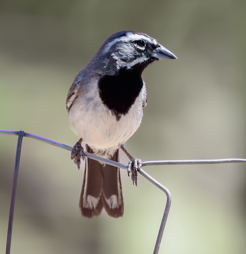 Black-throated Sparrow photo #5