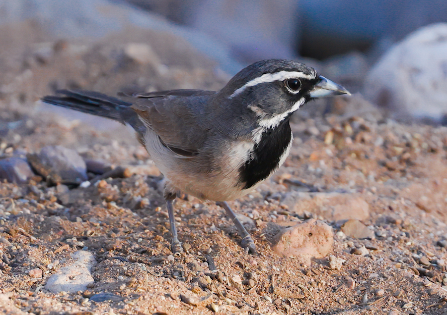 Black-throated Sparrow photo #4