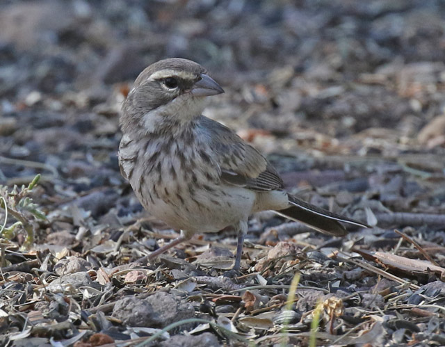 Black-throated Sparrow photo #2