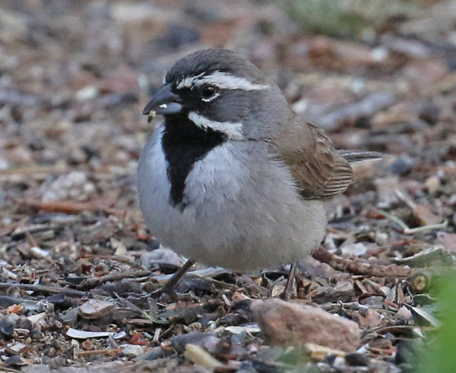 Black-throated Sparrow photo #1
