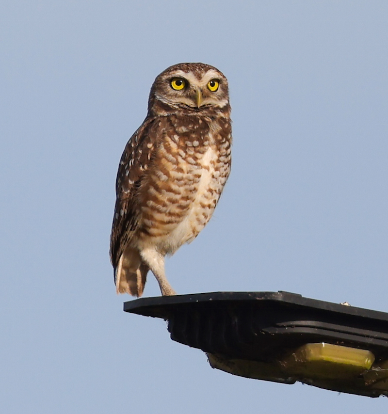 Burrowing Owl