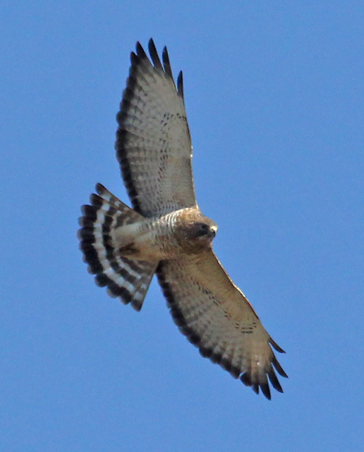 Broad-winged Hawk (adult in flight) Photo #1