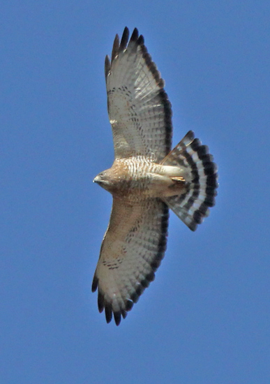 Broad-winged Hawk (adult in flight) Photo #2
