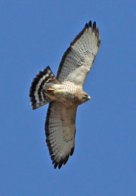 Broad-winged Hawk (adult in flight) Photo #3