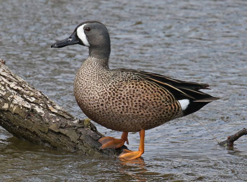 Blue-winged Teal photo #1