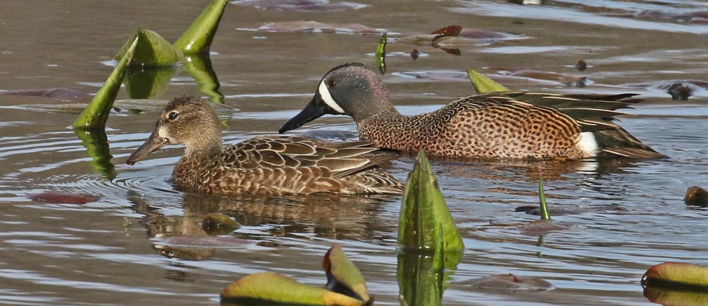 Blue-winged Teal photo #7