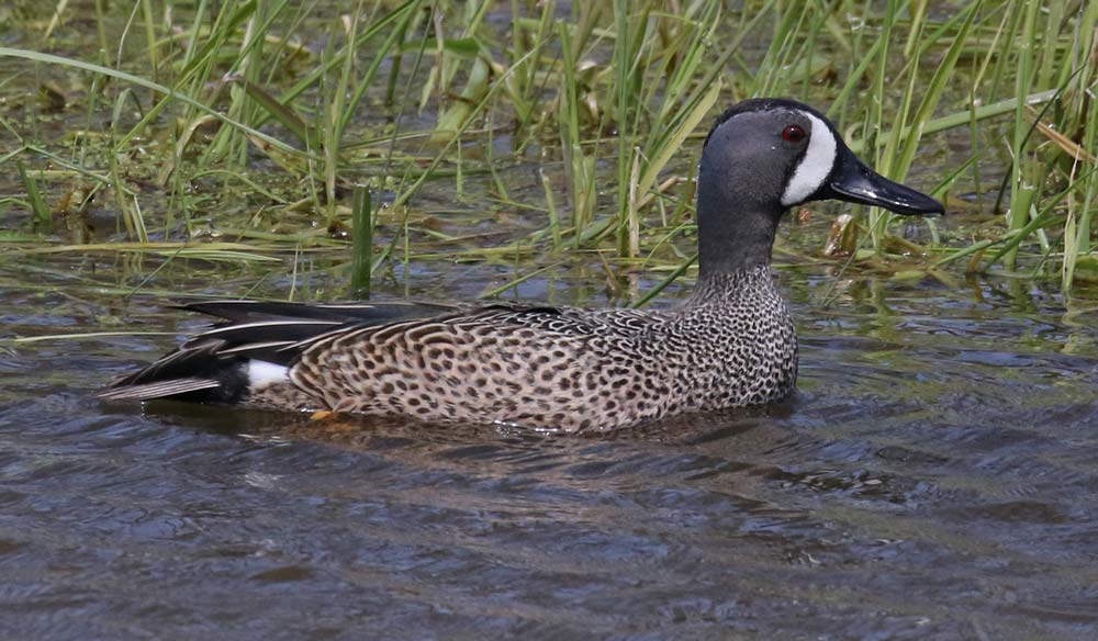 Blue-winged Teal photo #5