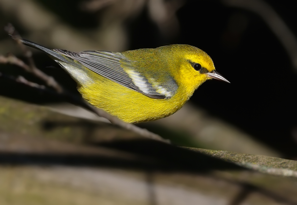 Blue-winged Warbler photo #4