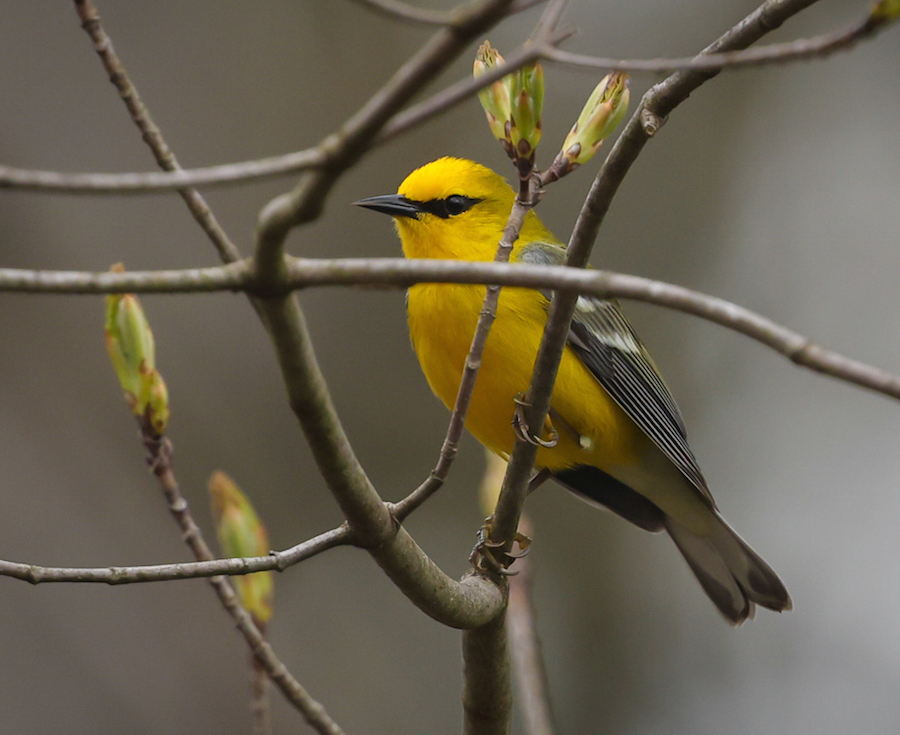 Blue-winged Warbler