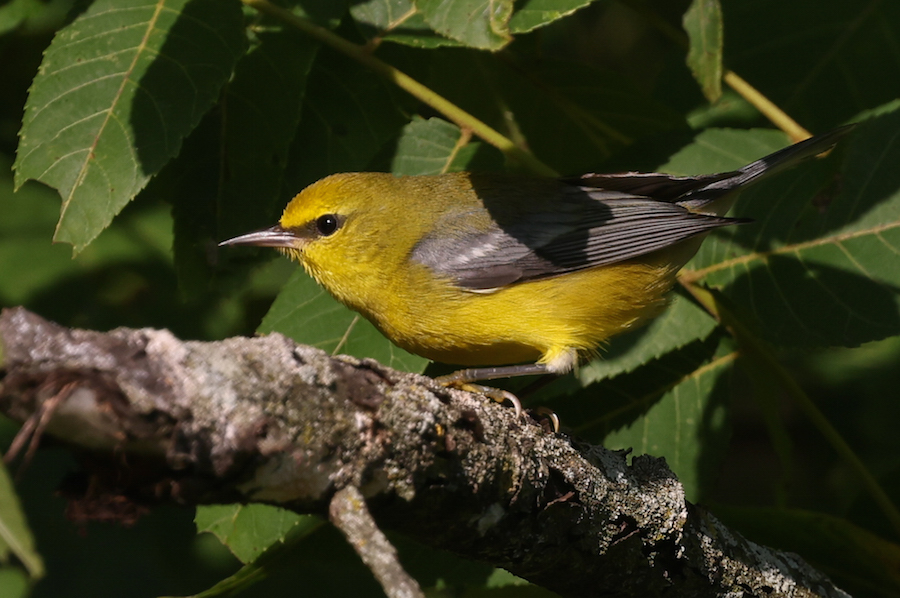 Blue-winged Warbler photo #3