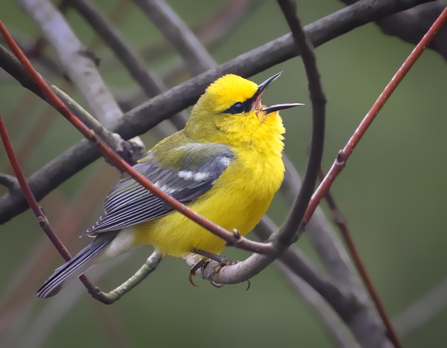 Blue-winged Warbler