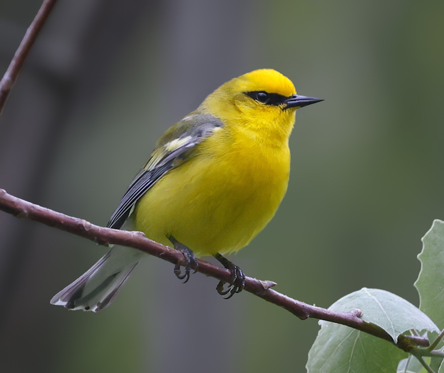Blue-winged Warbler