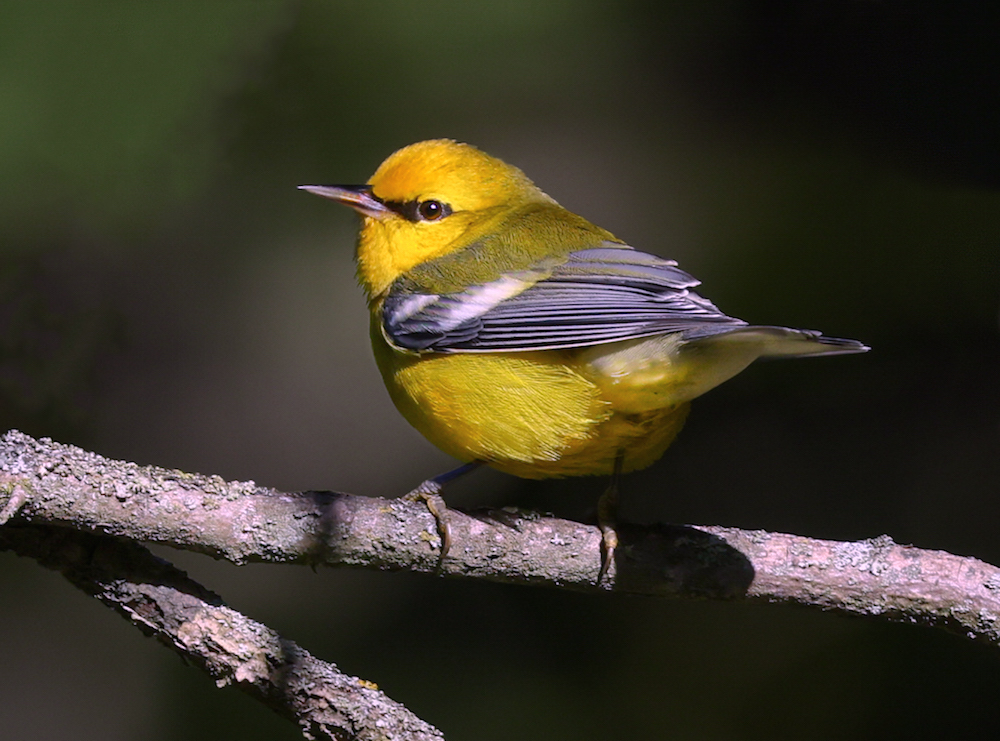 Blue-winged Warbler photo #1