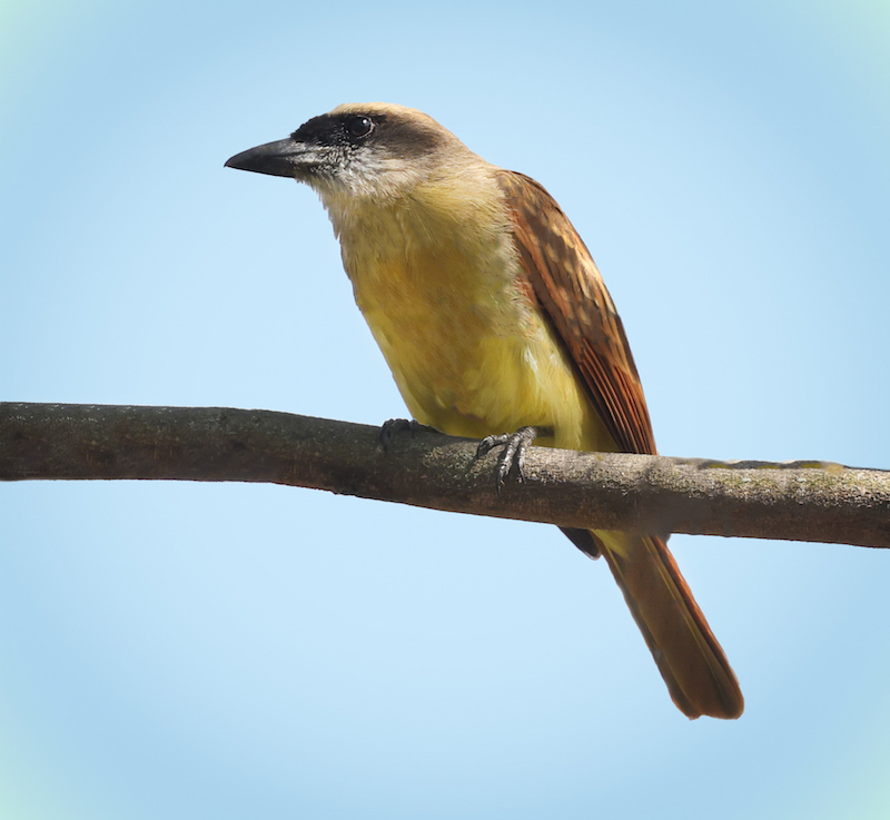 Baird's Flycatcher