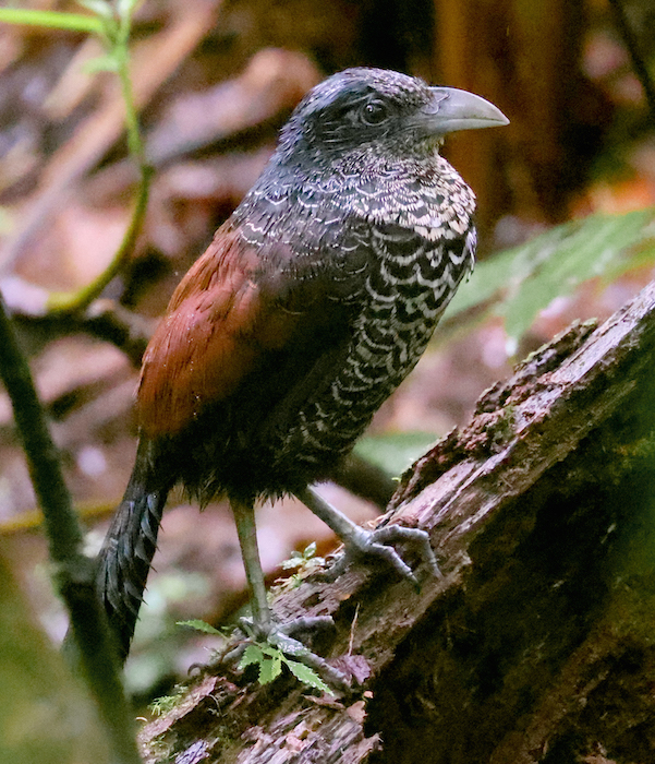 Banded Ground-cuckoo 