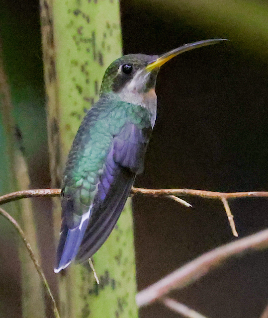 Band-tailed Barbthroat