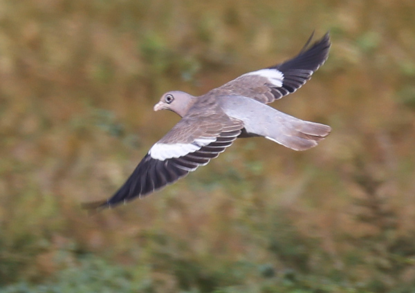 Bare-eyed Pigeon
