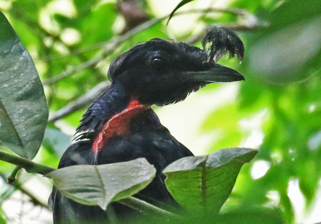 Bare-necked Umbrellabird