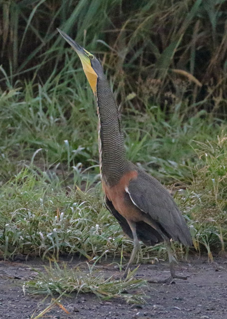 Bare-throated Tiger-heron (adult)