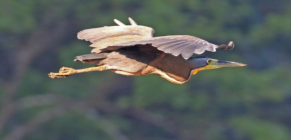 Bare-throated Tiger-heron (adult)