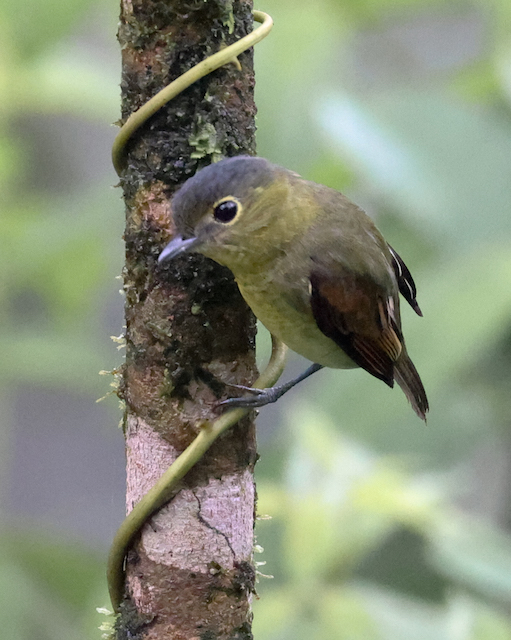 Barred Becard (female)