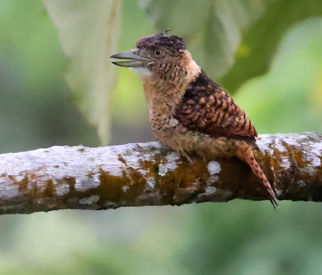 Barred Puffbird