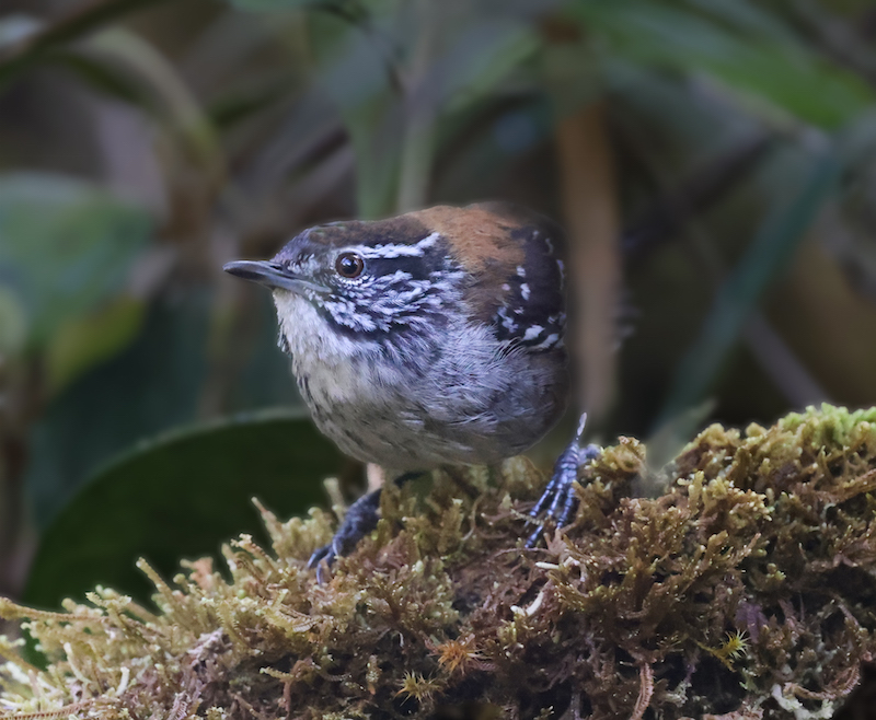 Bar-winged Woodwren