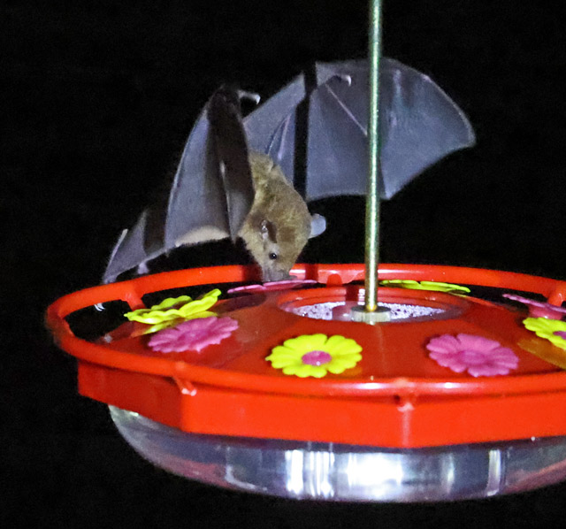 Bat at Wildsumaco