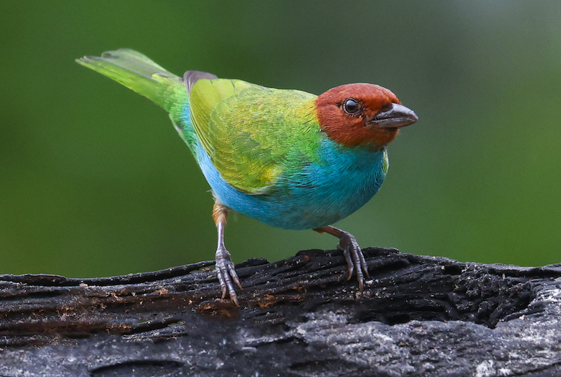 Bay-headed Tanager
