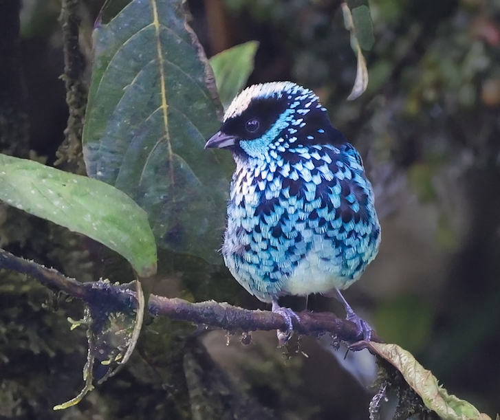 Beryl-spangled Tanager