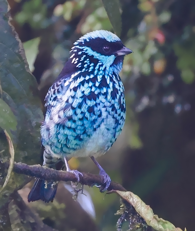 Beryl-spangled Tanager
