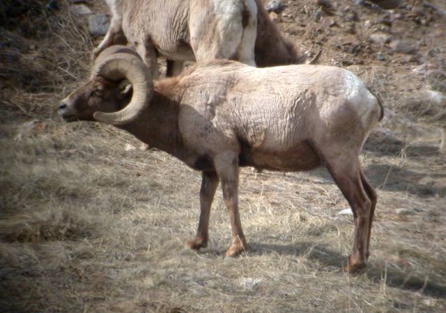 Bighorn Sheep photo 2
