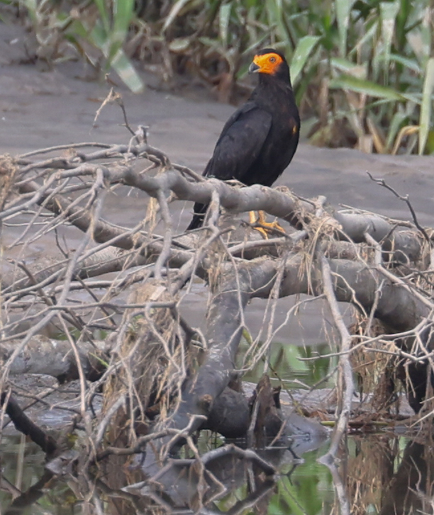 Black Caracara