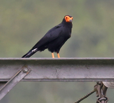 Black Caracara