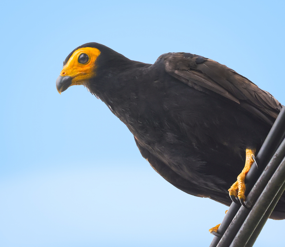 Black Caracara