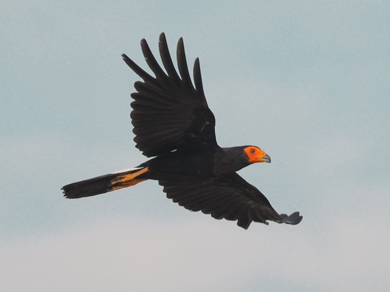 Black Caracara