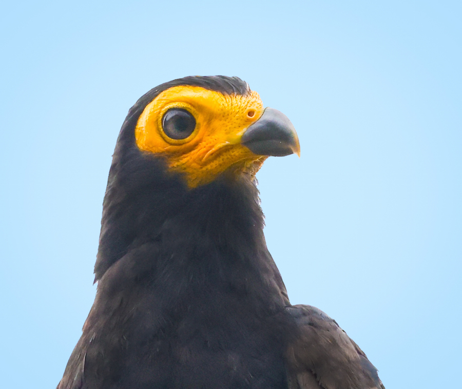 Black Caracara