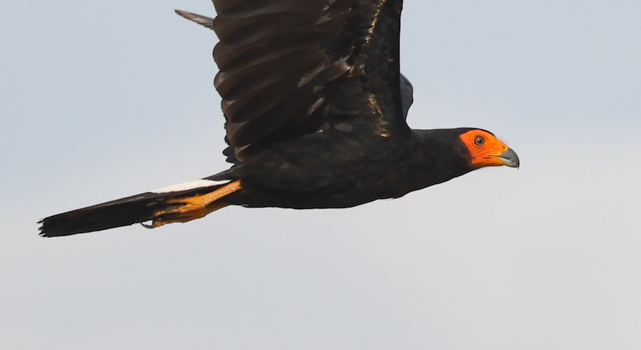Black Caracara