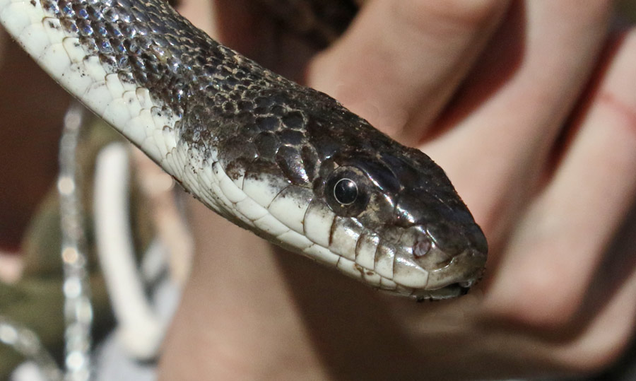 Black Rat Snake