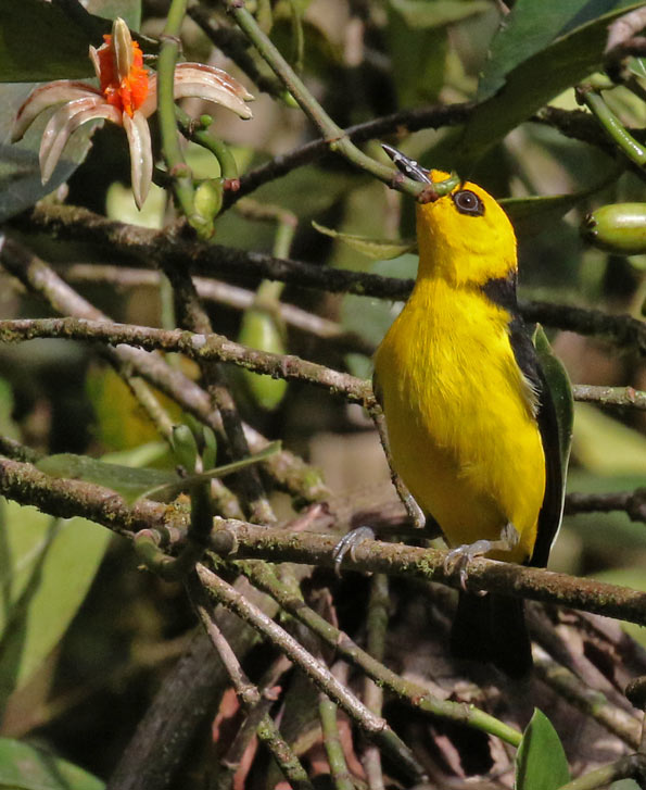 Black-and-Yellow Tanager