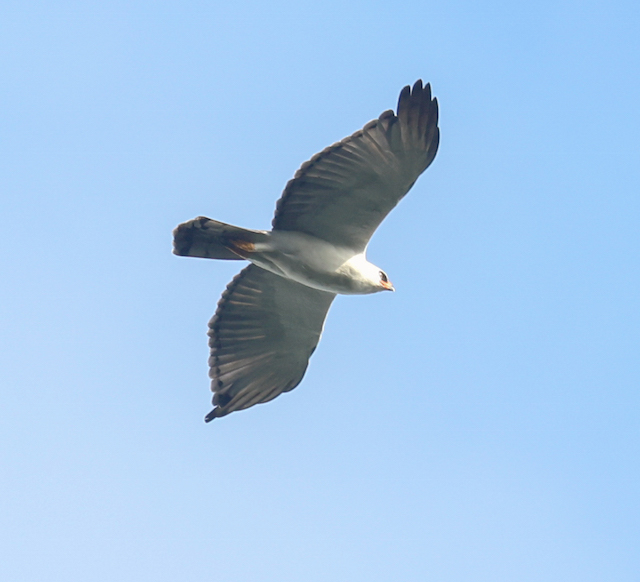 Black-and-white Hawk-eagle
