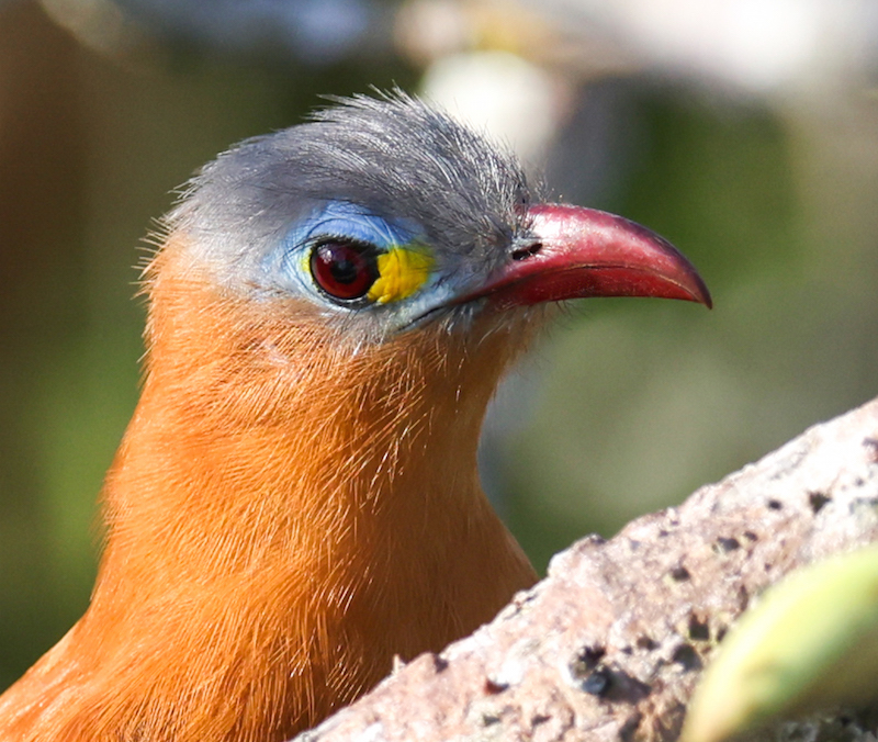 Black-bellied Cuckoo